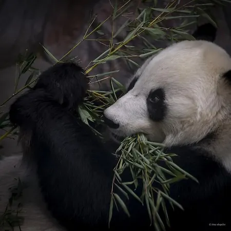 Mesikaemmen Hotel Ähtäri
