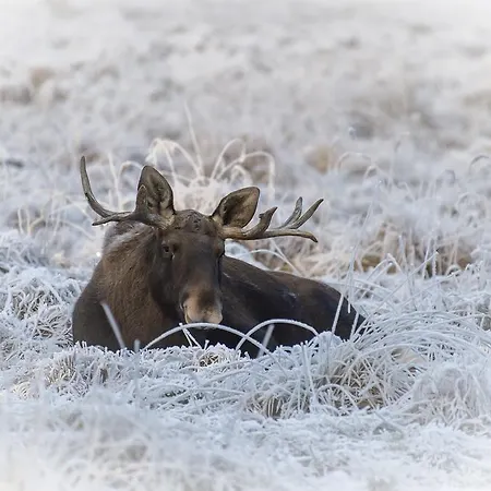 Mesikaemmen Hotel 3*
