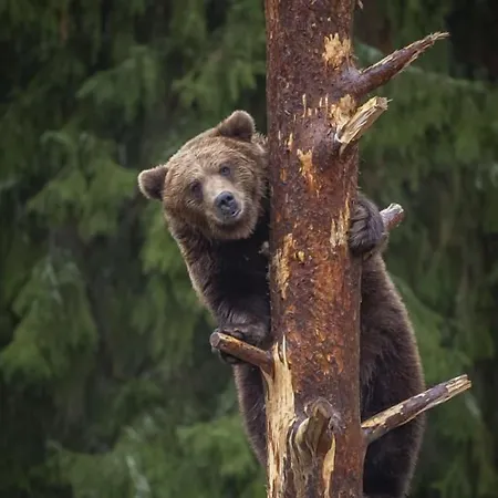 Hotel Mesikaemmen Ähtäri