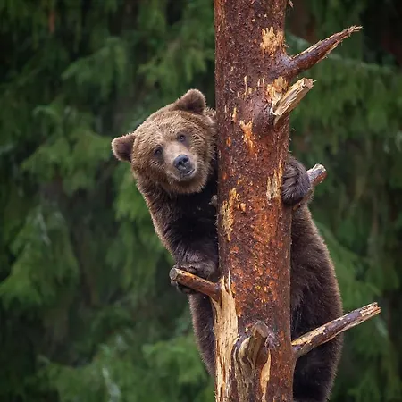 Hotel Mesikaemmen Ähtäri