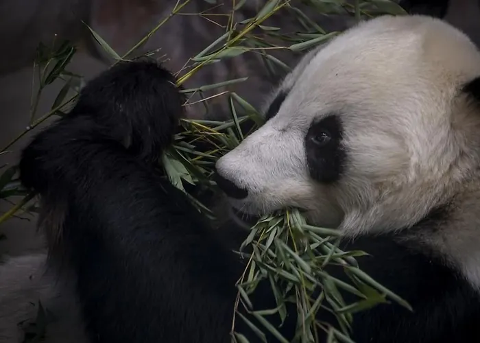Mesikaemmen Otel Ähtäri