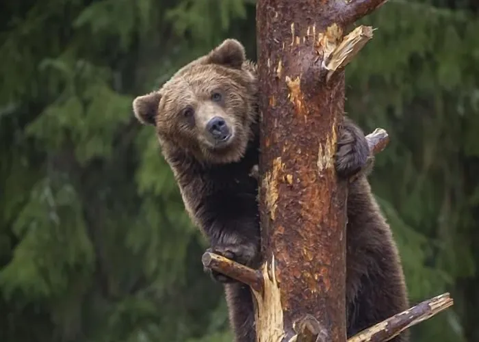 Otel Mesikaemmen Ähtäri
