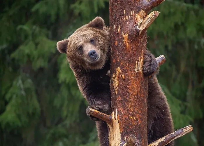 Otel Mesikaemmen Ähtäri